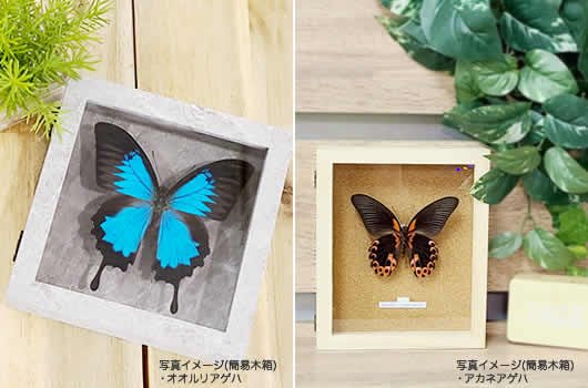 トノサマバッタ(褐色型) , 昆虫標本 , 蝶の標本 販売・通販の